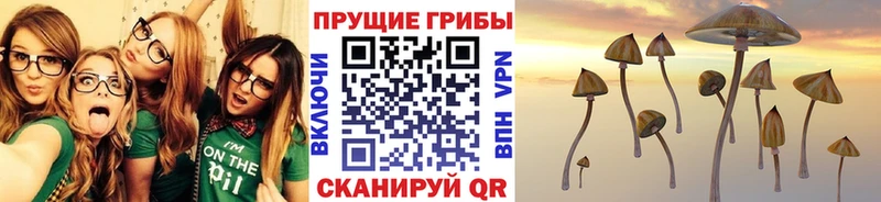 закладки  Новая Усмань  Галлюциногенные грибы Psilocybine cubensis 